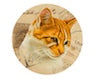 Cat 1