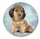 Dog 3