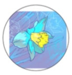 Daffodil Blue