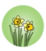 Daffodil Pop