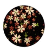 OR03